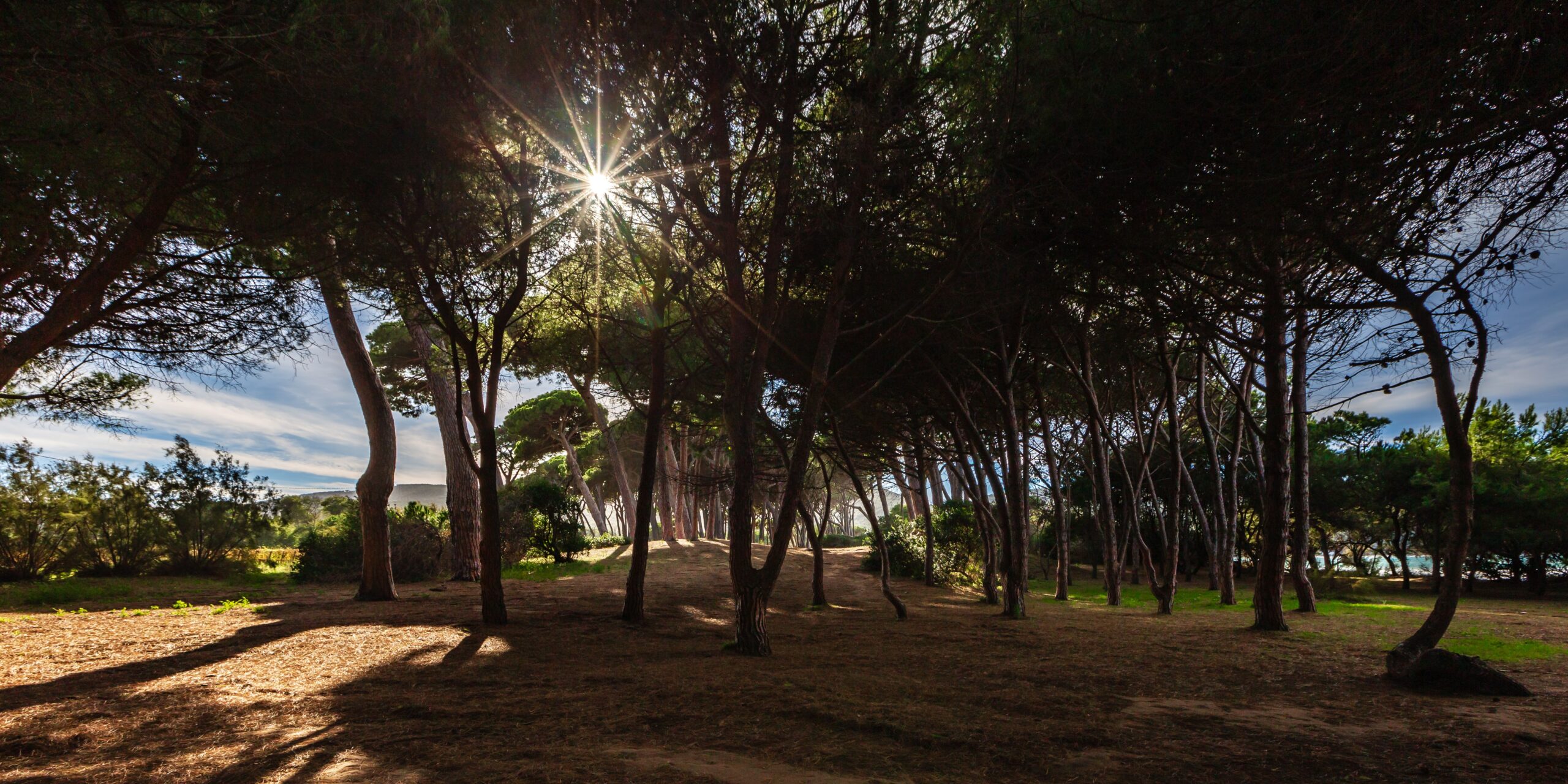 pineta per relax e benessere nella costa degli etruschi